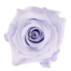 lavender-haze
